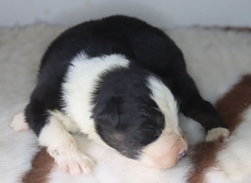 chiot Berger Australien du Chemin de la Lune aux Reves