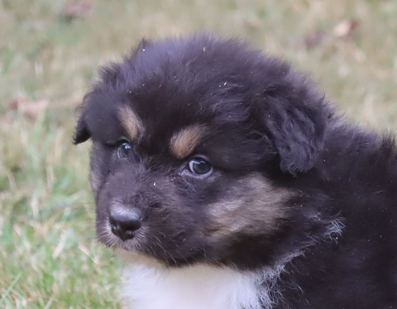 du Chemin de la Lune aux Reves - Chiot disponible  - Berger Australien