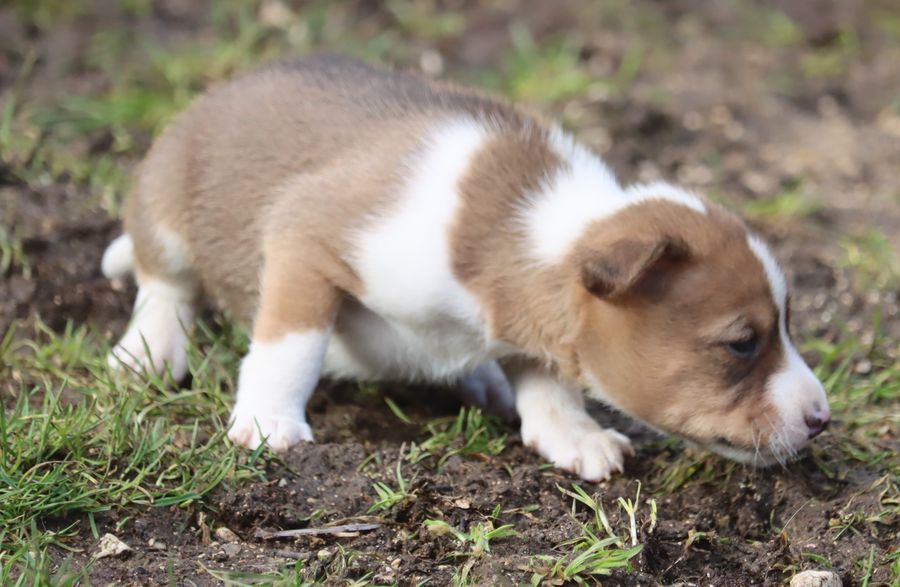 du Chemin de la Lune aux Reves - Chiot disponible  - Basenji