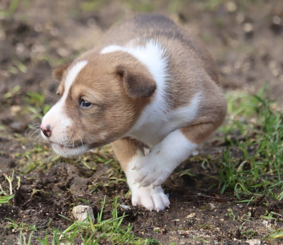 du Chemin de la Lune aux Reves - Chiot disponible  - Basenji