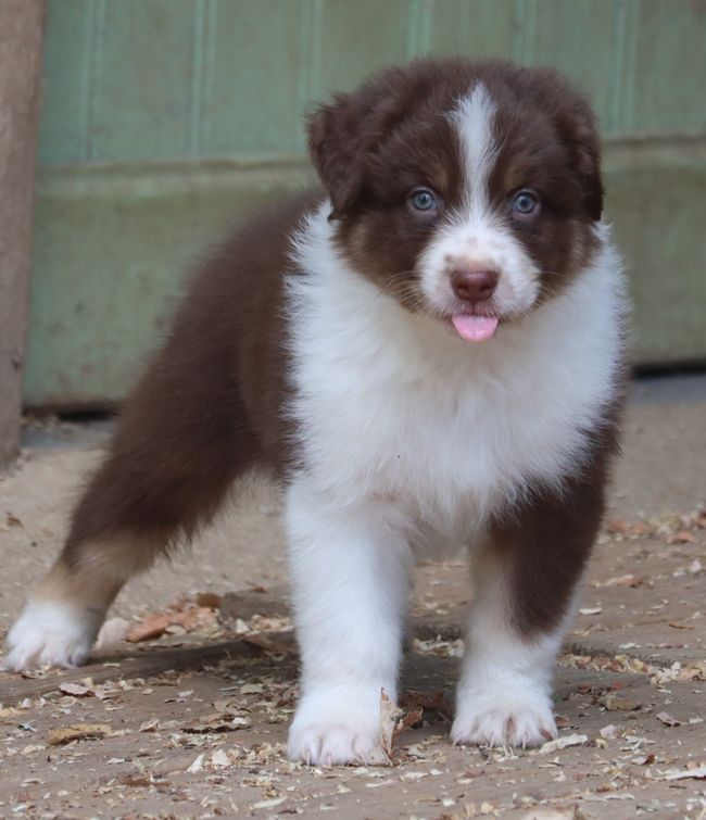 chiot Berger Australien du Chemin de la Lune aux Reves