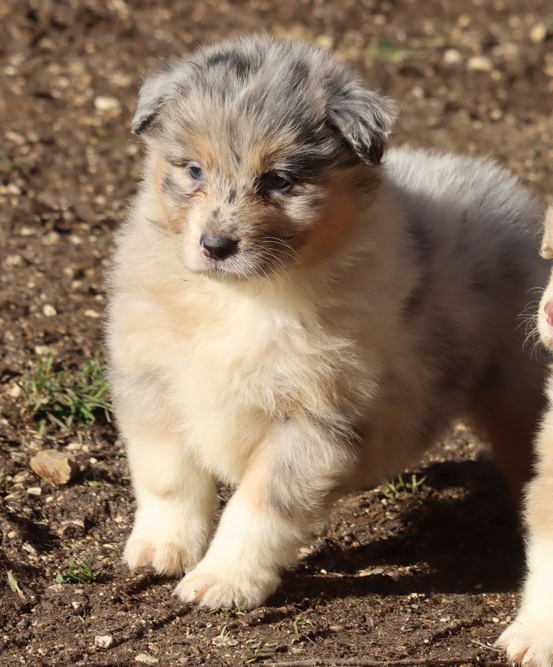 du Chemin de la Lune aux Reves - Chiot disponible  - Berger Australien