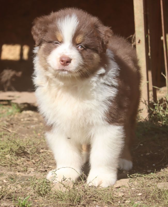 du Chemin de la Lune aux Reves - Chiot disponible  - Berger Australien