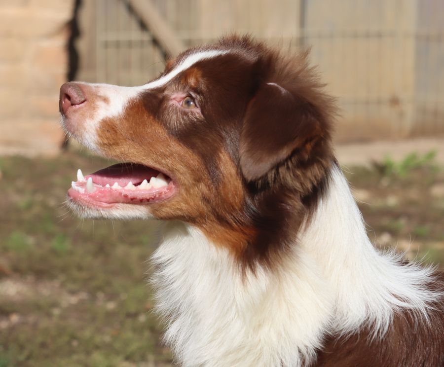 chiot Berger Australien du Chemin de la Lune aux Reves