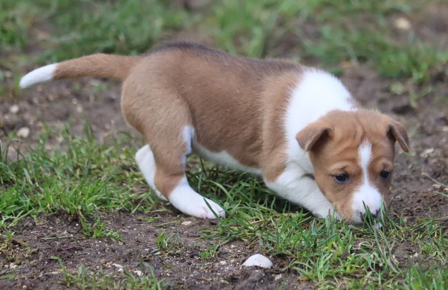 du Chemin de la Lune aux Reves - Chiot disponible  - Basenji