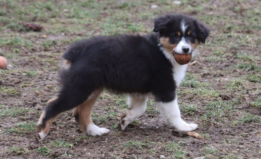 du Chemin de la Lune aux Reves - Chiot disponible  - Berger Australien