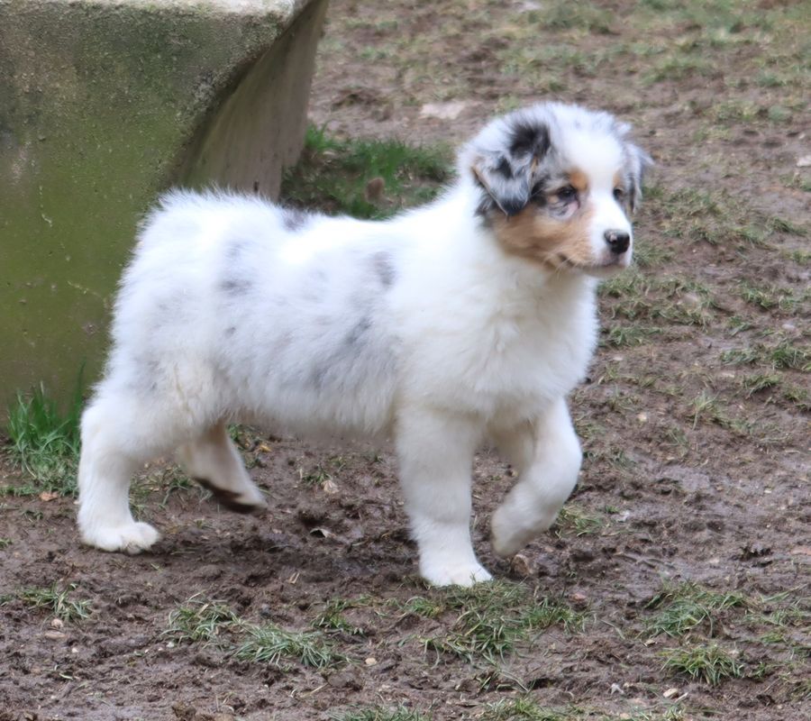 du Chemin de la Lune aux Reves - Chiot disponible  - Berger Australien