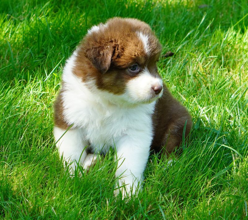 chiot Berger Australien du Chemin de la Lune aux Reves