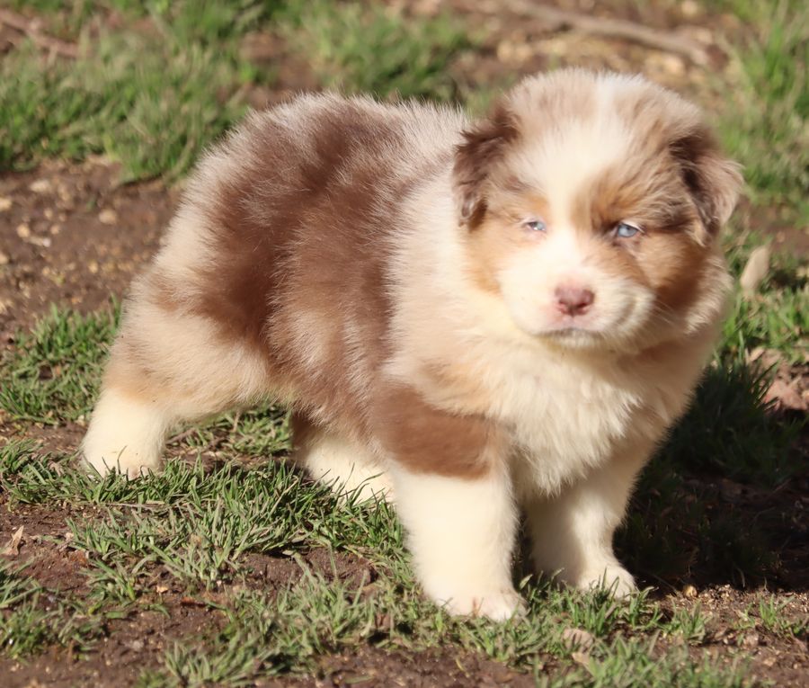 du Chemin de la Lune aux Reves - Chiot disponible  - Berger Australien