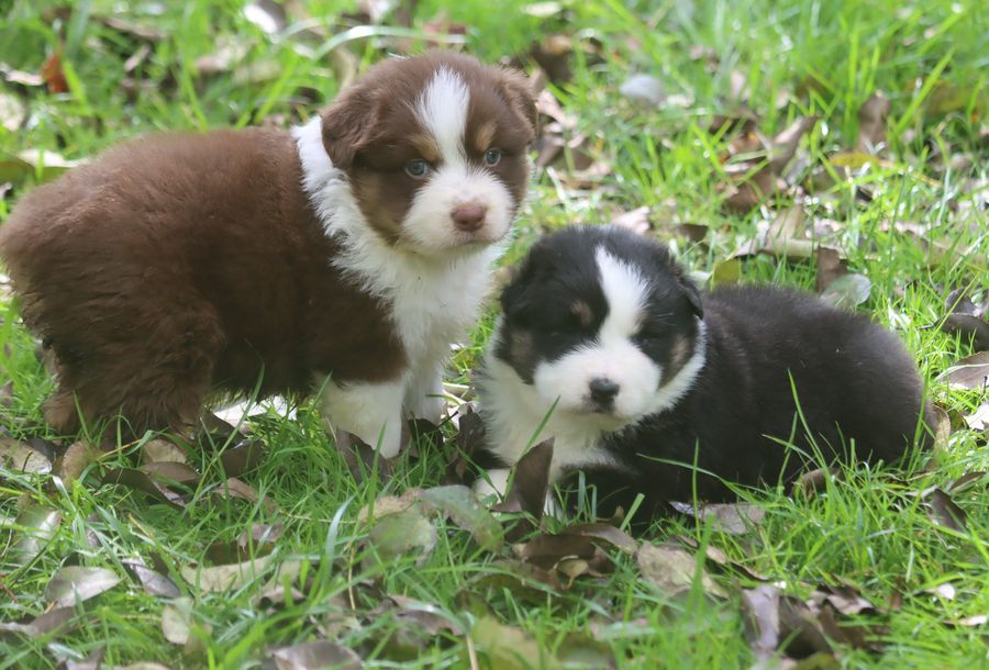 chiot Berger Australien du Chemin de la Lune aux Reves