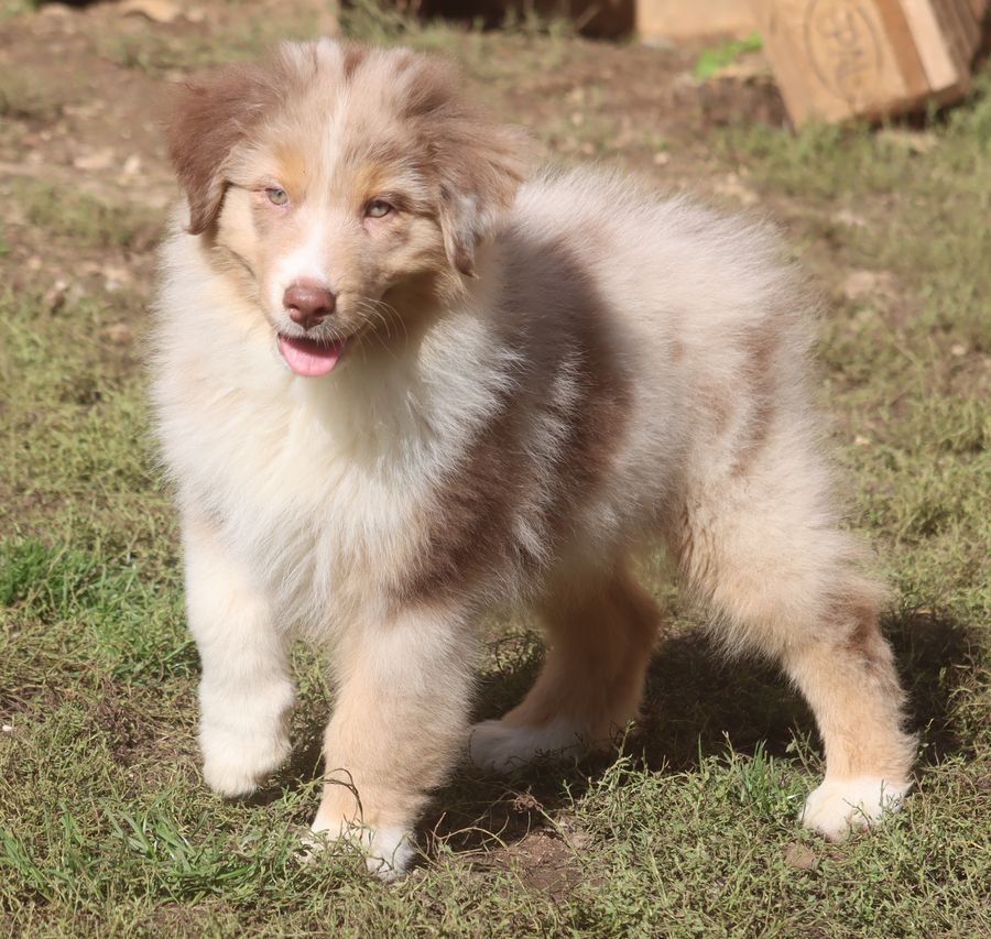 du Chemin de la Lune aux Reves - Chiot disponible  - Berger Australien