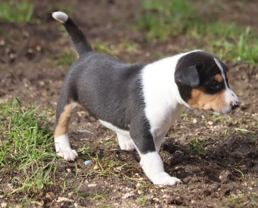 du Chemin de la Lune aux Reves - Chiot disponible  - Basenji