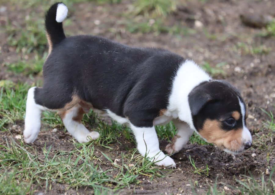 du Chemin de la Lune aux Reves - Chiot disponible  - Basenji