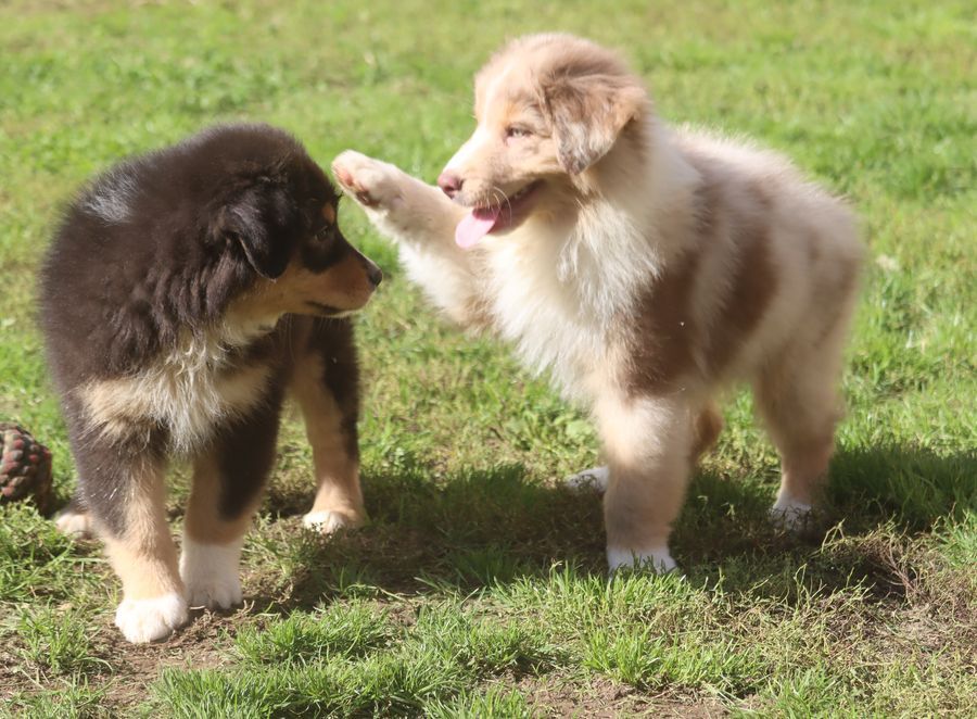 chiot Berger Australien du Chemin de la Lune aux Reves