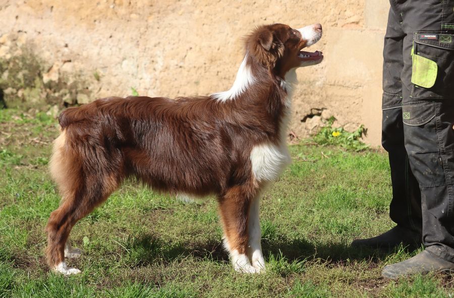 du Chemin de la Lune aux Reves - Chiot disponible  - Berger Australien