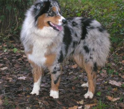 All night blue du Chemin de la Lune aux Reves