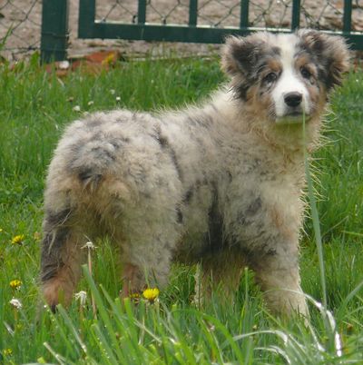Cherry blue du Chemin de la Lune aux Reves