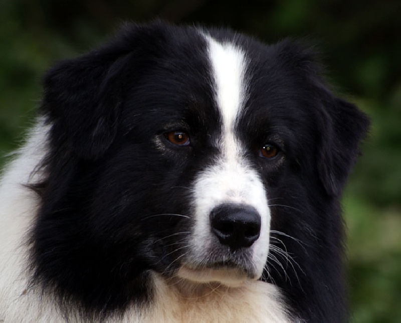 Captain midnight du Chemin de la Lune aux Reves