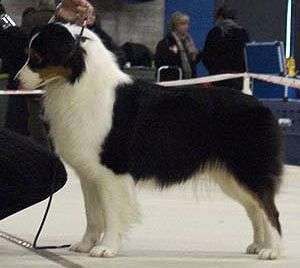 CH. Delight loving ty'a du Chemin de la Lune aux Reves