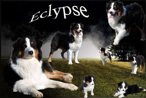 Eclypse black fire du Chemin de la Lune aux Reves