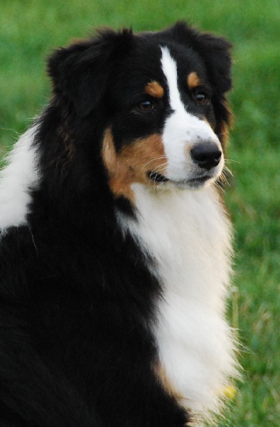 Genesis black punker du Chemin de la Lune aux Reves