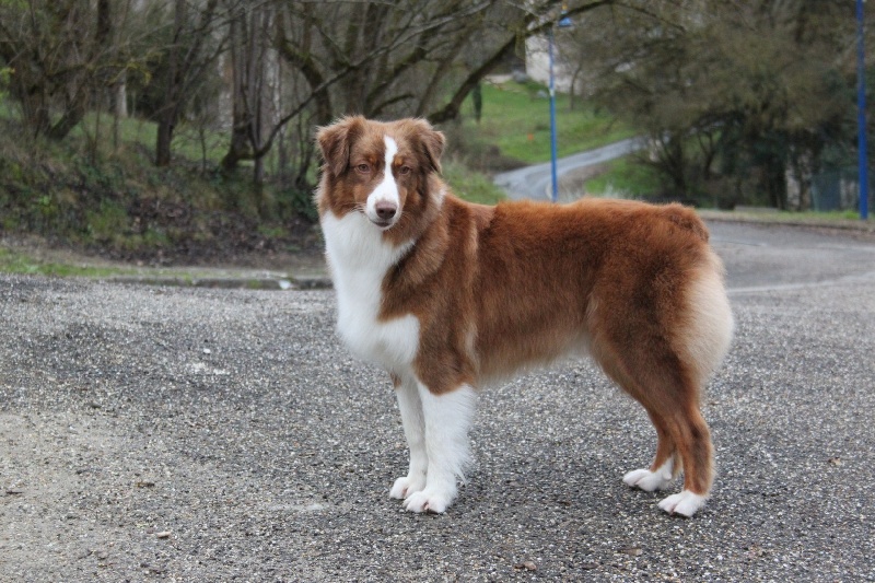 Equinox red power du Chemin de la Lune aux Reves