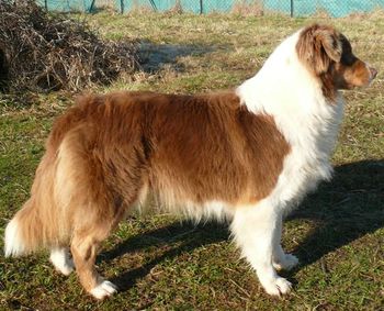 Fabulous red dream of the Little Black Moon