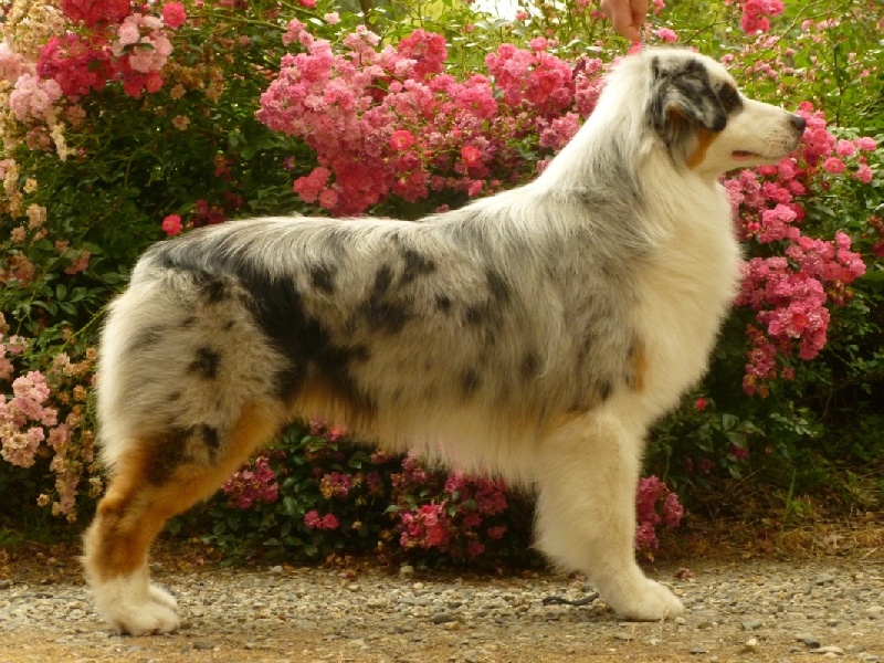 Gibbs king of star du Chemin de la Lune aux Reves