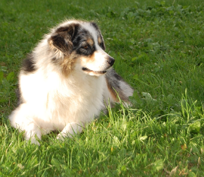 Easy blue du Chemin de la Lune aux Reves