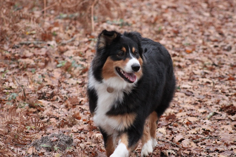 Dixie black du Chemin de la Lune aux Reves