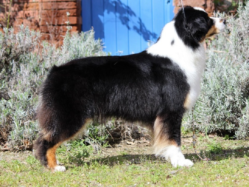 Goodwill by darling du Chemin de la Lune aux Reves