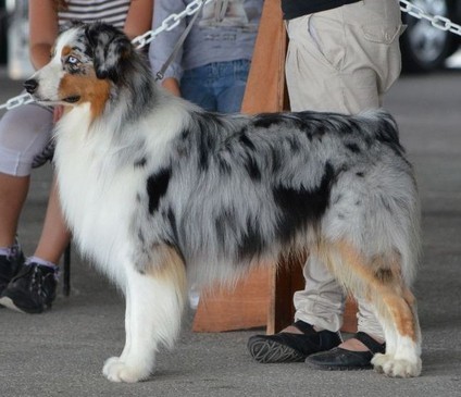 Eragon blu dragon du Chemin de la Lune aux Reves