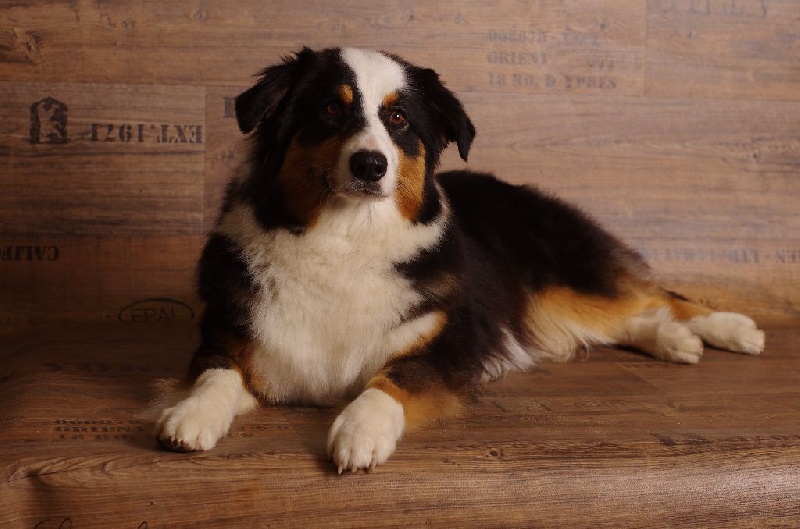 Fast run lady du Chemin de la Lune aux Reves