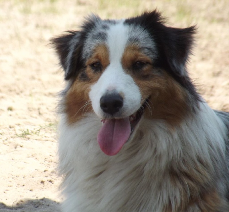 Ipi blue girl du Chemin de la Lune aux Reves