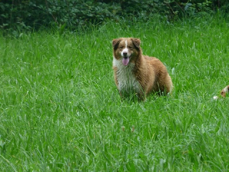 Honey red moon du Chemin de la Lune aux Reves