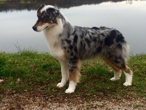 Ironie blue du Chemin de la Lune aux Reves