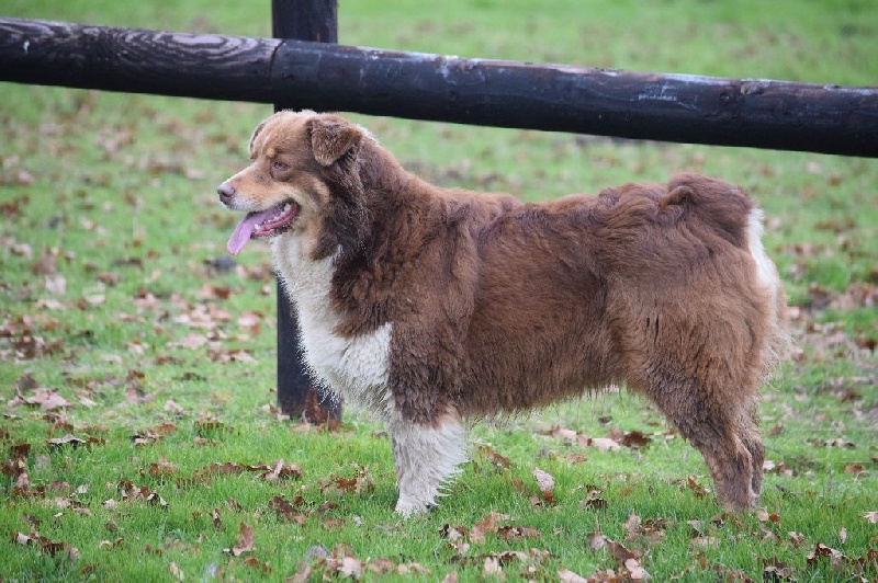 Harlem red queen du Chemin de la Lune aux Reves