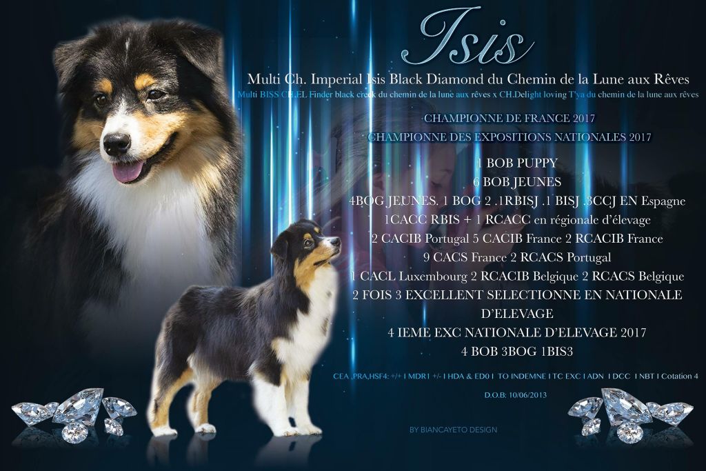 CH. Imperial isis black diamond du Chemin de la Lune aux Reves