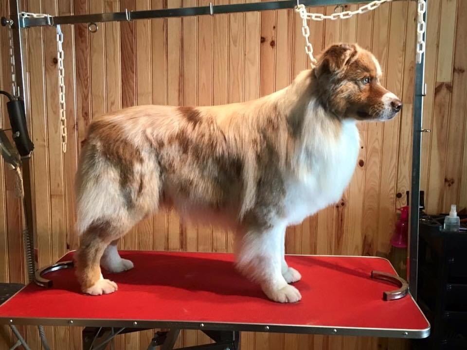 Hysky du Chemin de la Lune aux Reves