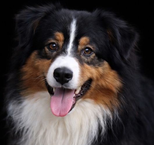 Okay boy du Chemin de la Lune aux Reves