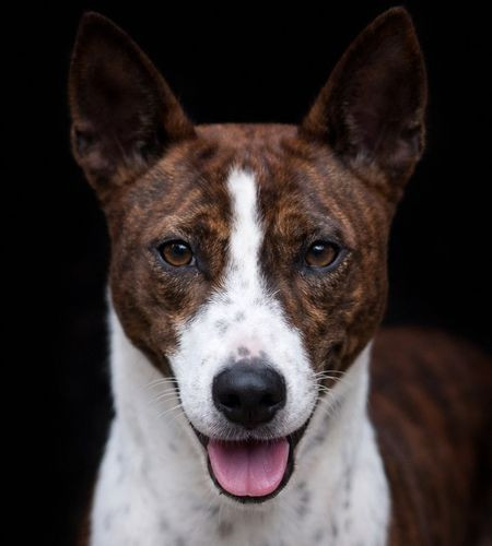 Ryanna du Chemin de la Lune aux Reves