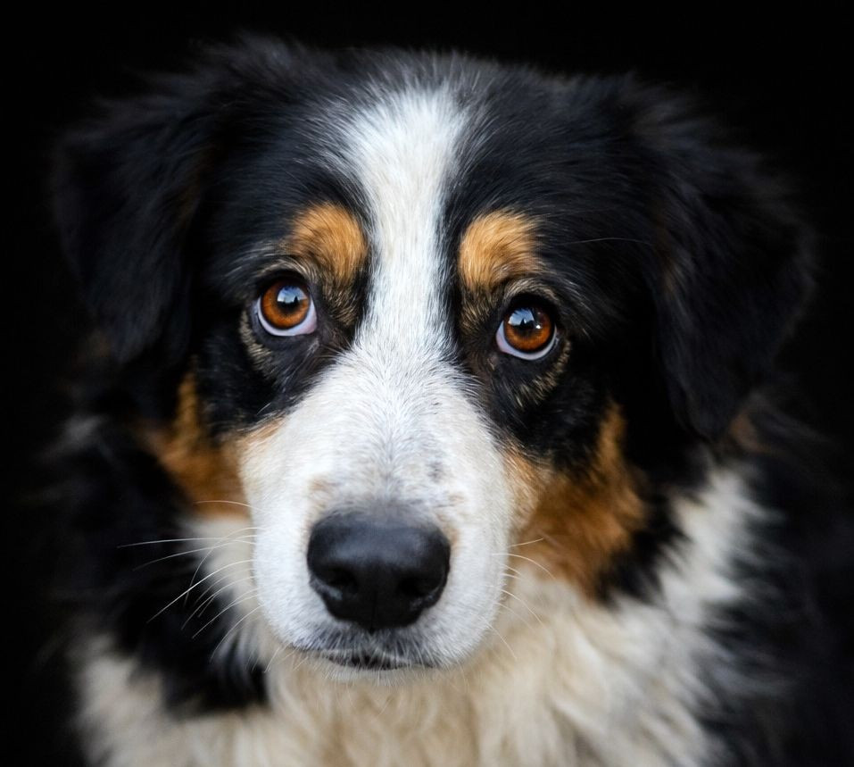 Rapsodie black gipsy du Chemin de la Lune aux Reves