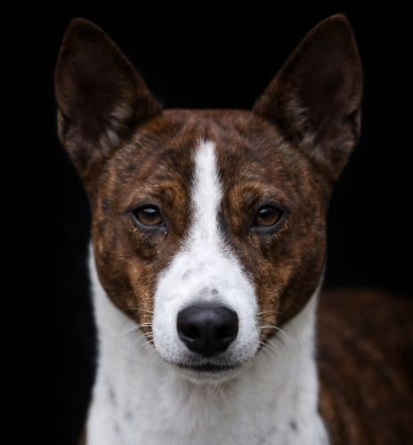 Star is born du Chemin de la Lune aux Reves