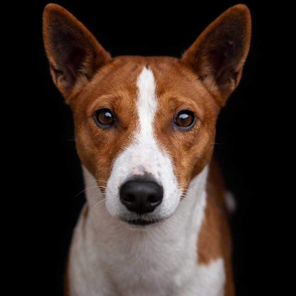 Shakira du Chemin de la Lune aux Reves