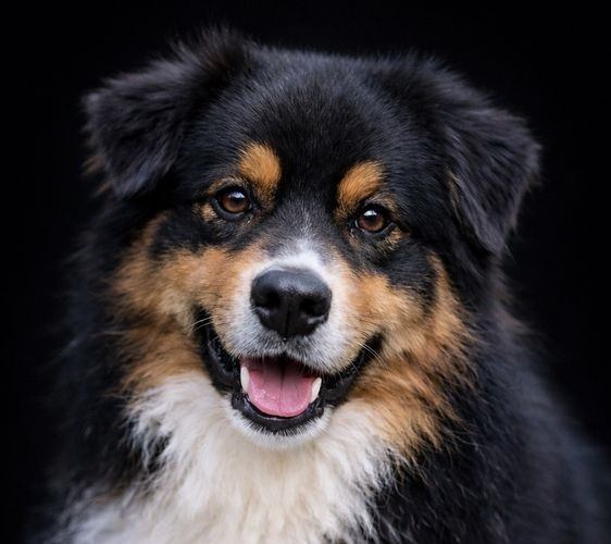 Spider black denver du Chemin de la Lune aux Reves