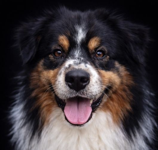 Out of alaska du glacier des pandas