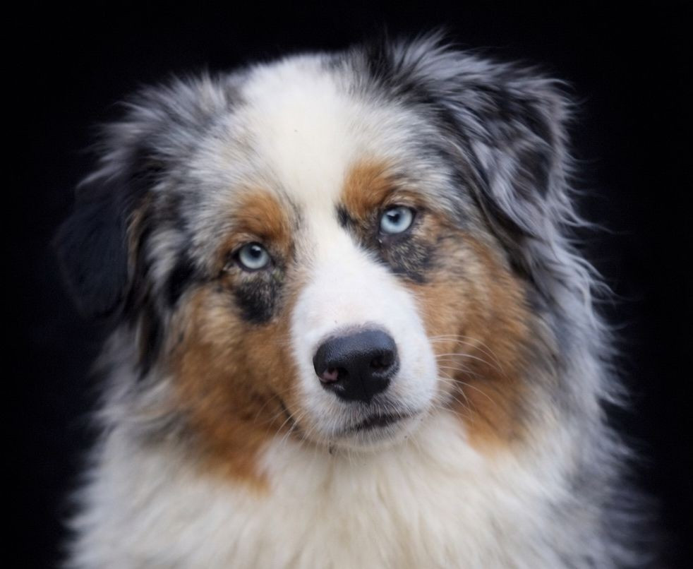 Tica blue lea moon dream De La Colombe Béarnaise