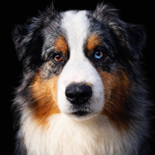 Paradise blue buck du Chemin de la Lune aux Reves