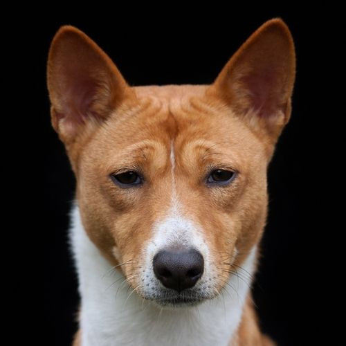 CH. river song Onegin