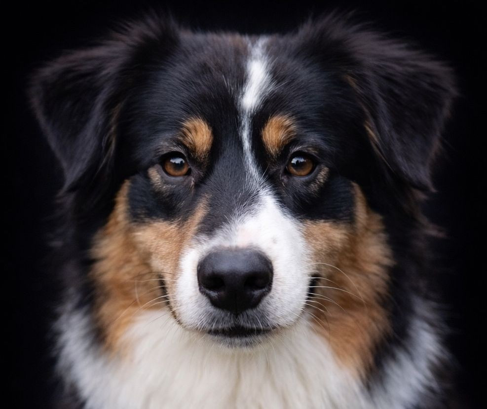 Upon a time sweet raven du Chemin de la Lune aux Reves